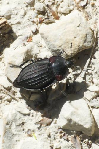 Réf. 258 356 : Silpha carinata